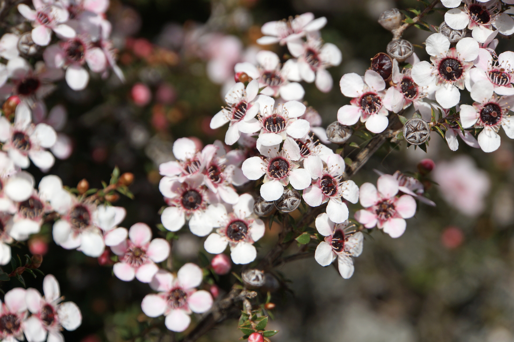 Manuka honey's antibacterial properties make it a fantastic option for use. You can use manuka honey topically for an allergic reaction too.